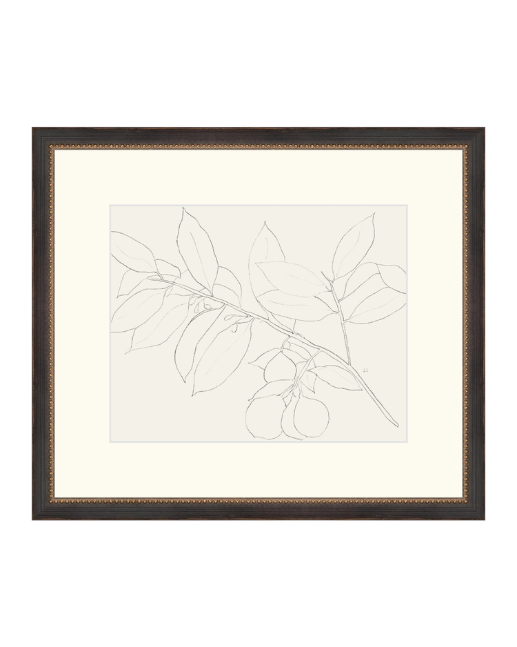 Lemon Branch Drawing