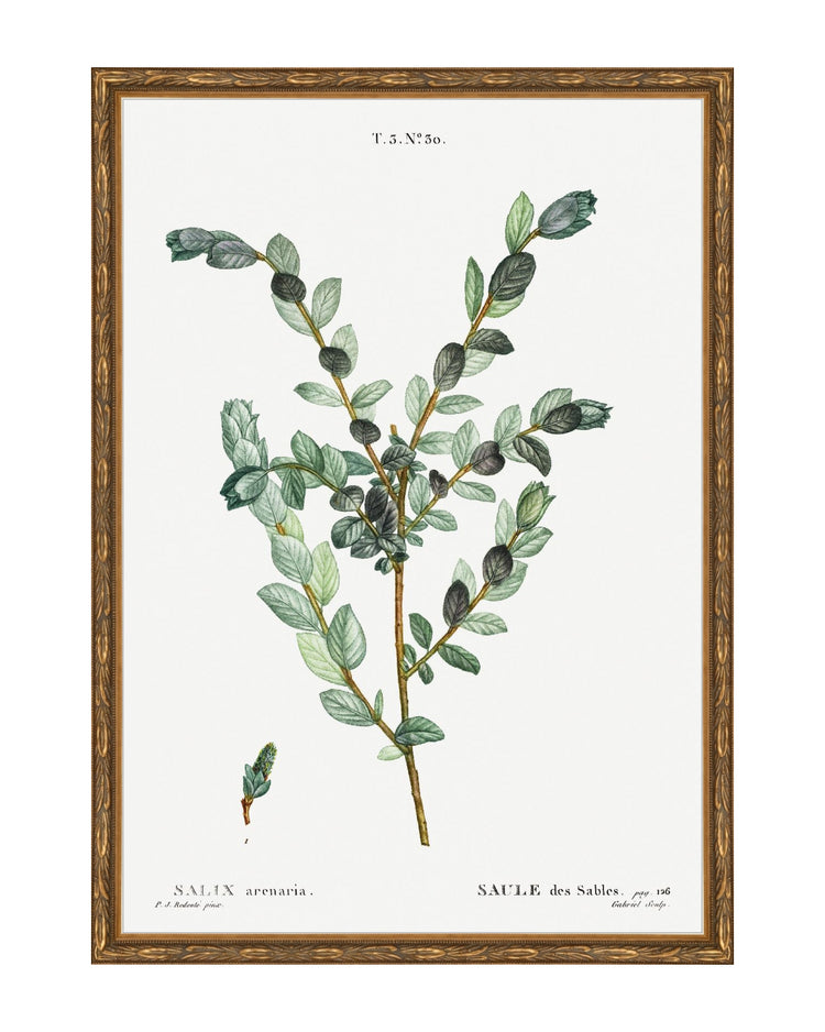 Classic Botanical III