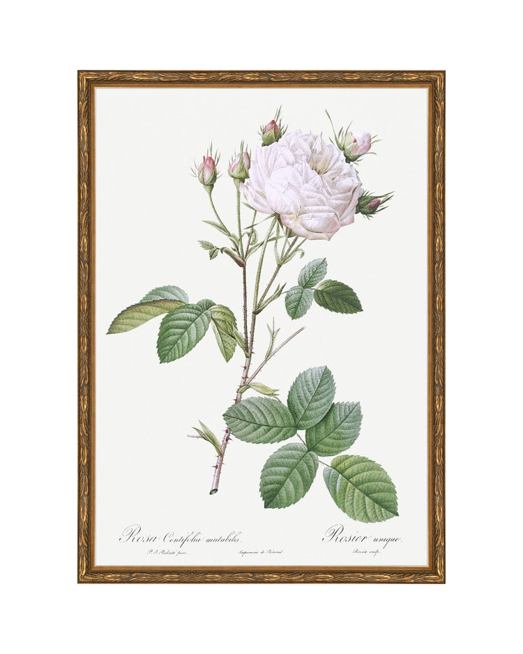 Classic Botanical VIII