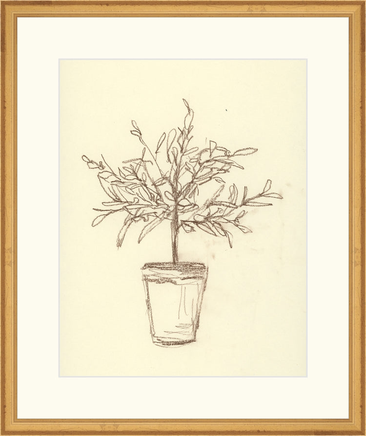 Olive Tree Sketch OAShop 2