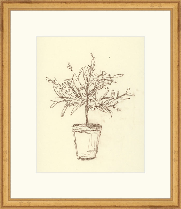 Olive Tree Sketch OAShop 2