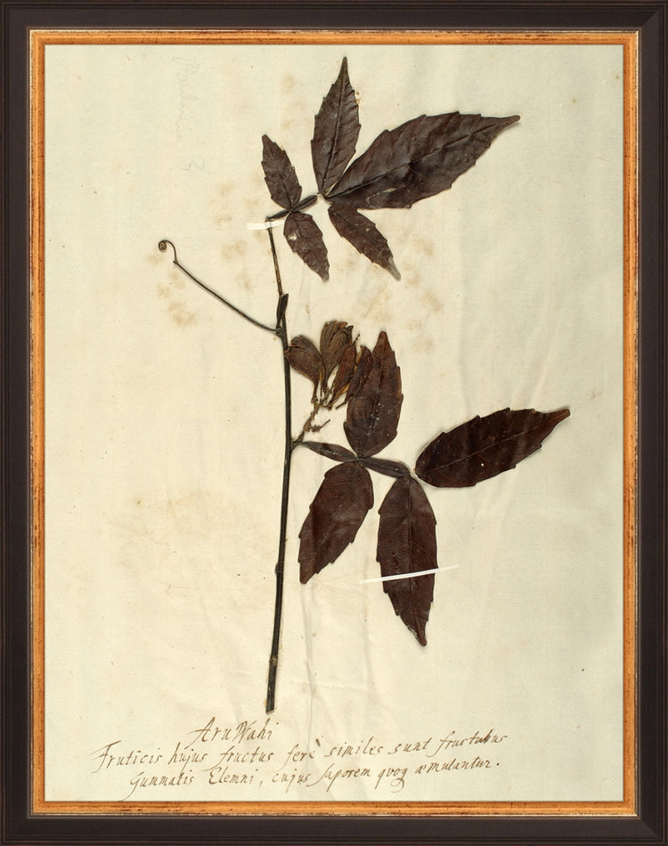 Framed Herbarium I. Frame: Traditional Black and Gold. Paper: Rag Paper. Art Size: 13x10. Final Size: 14'' X 11''