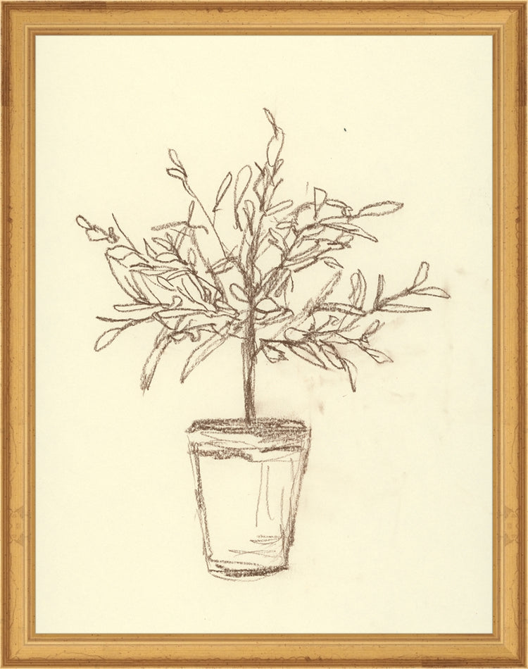 Framed Olive Tree Sketch. Frame: Traditional Gold. Paper: Rag Paper. Art Size: 13x10. Final Size: 14'' X 11''