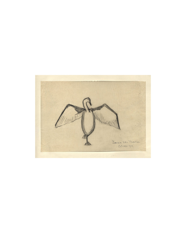 The Great Cormorant