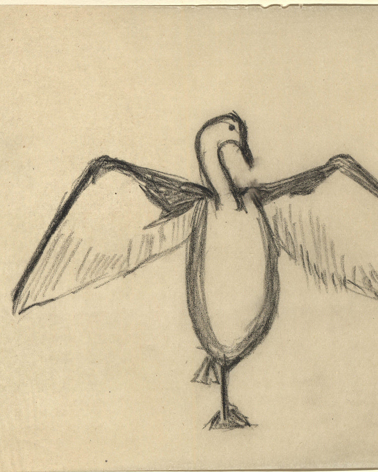 The Great Cormorant