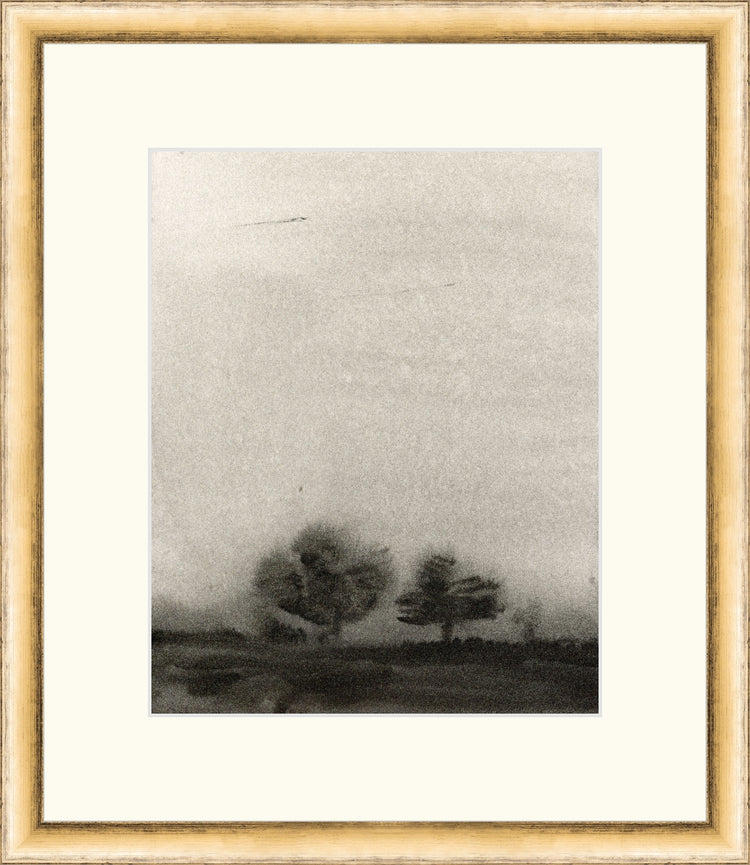 Trees In The Mist OAShop 2