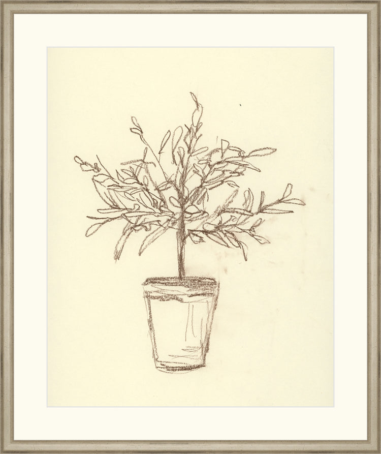 Olive Tree Sketch OAShop 2