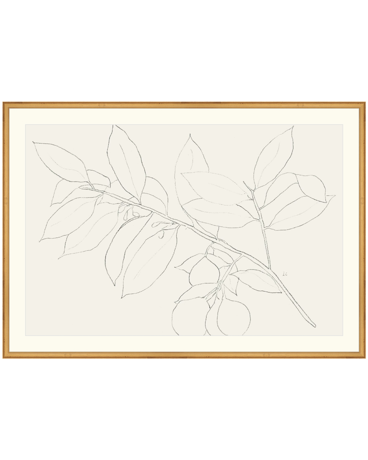 Lemon Branch Drawing