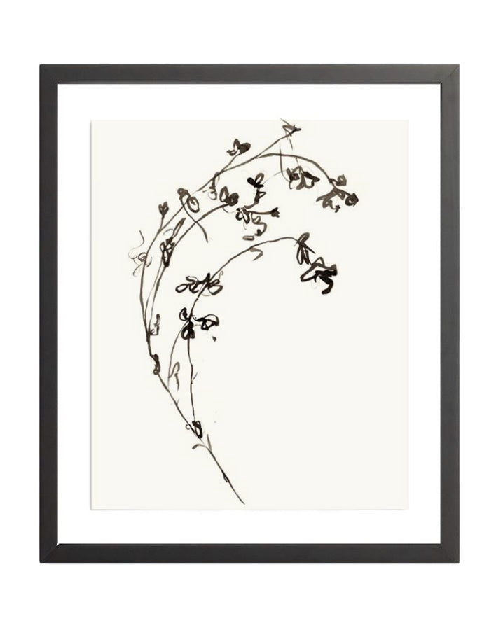 Botanical Ink Study I