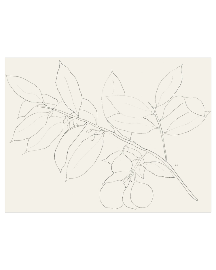 Lemon Branch Drawing