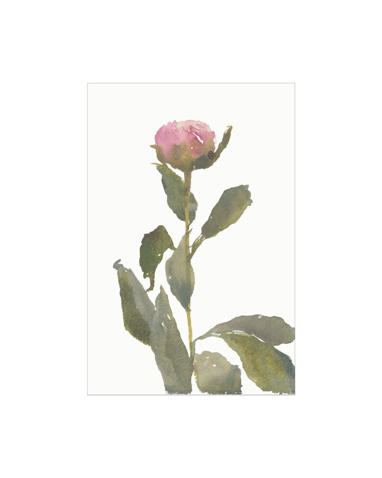 Single Rose