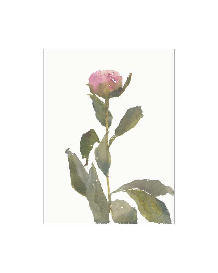 Single Rose