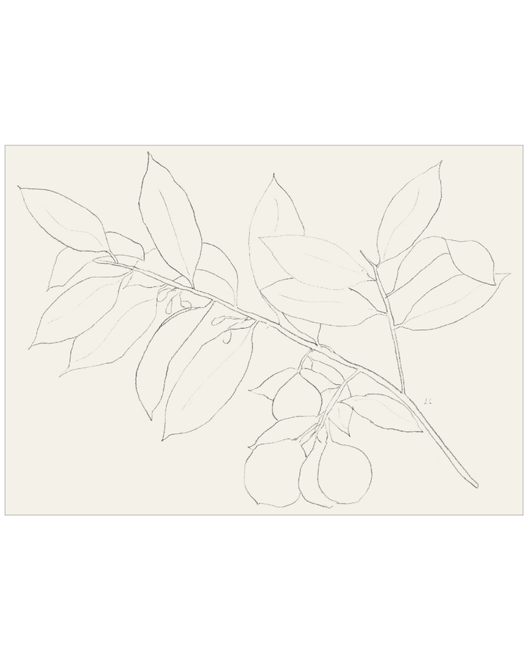 Lemon Branch Drawing