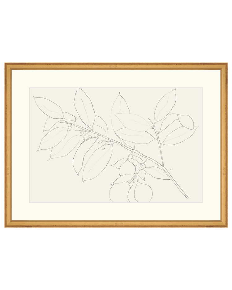 Lemon Branch Drawing