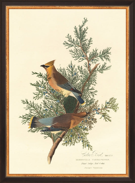 Framed Cesar Bird. Frame: Traditional Black and Gold. Paper: Rag Paper. Art Size: 14x10. Final Size: 15'' X 11''