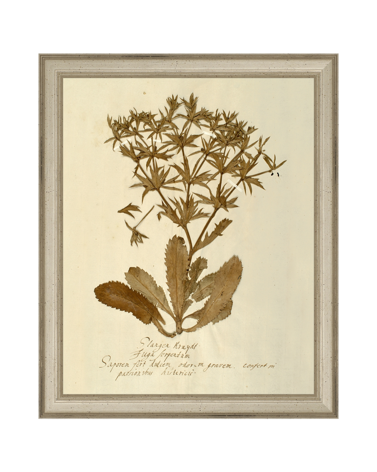 Herbarium II HoJ