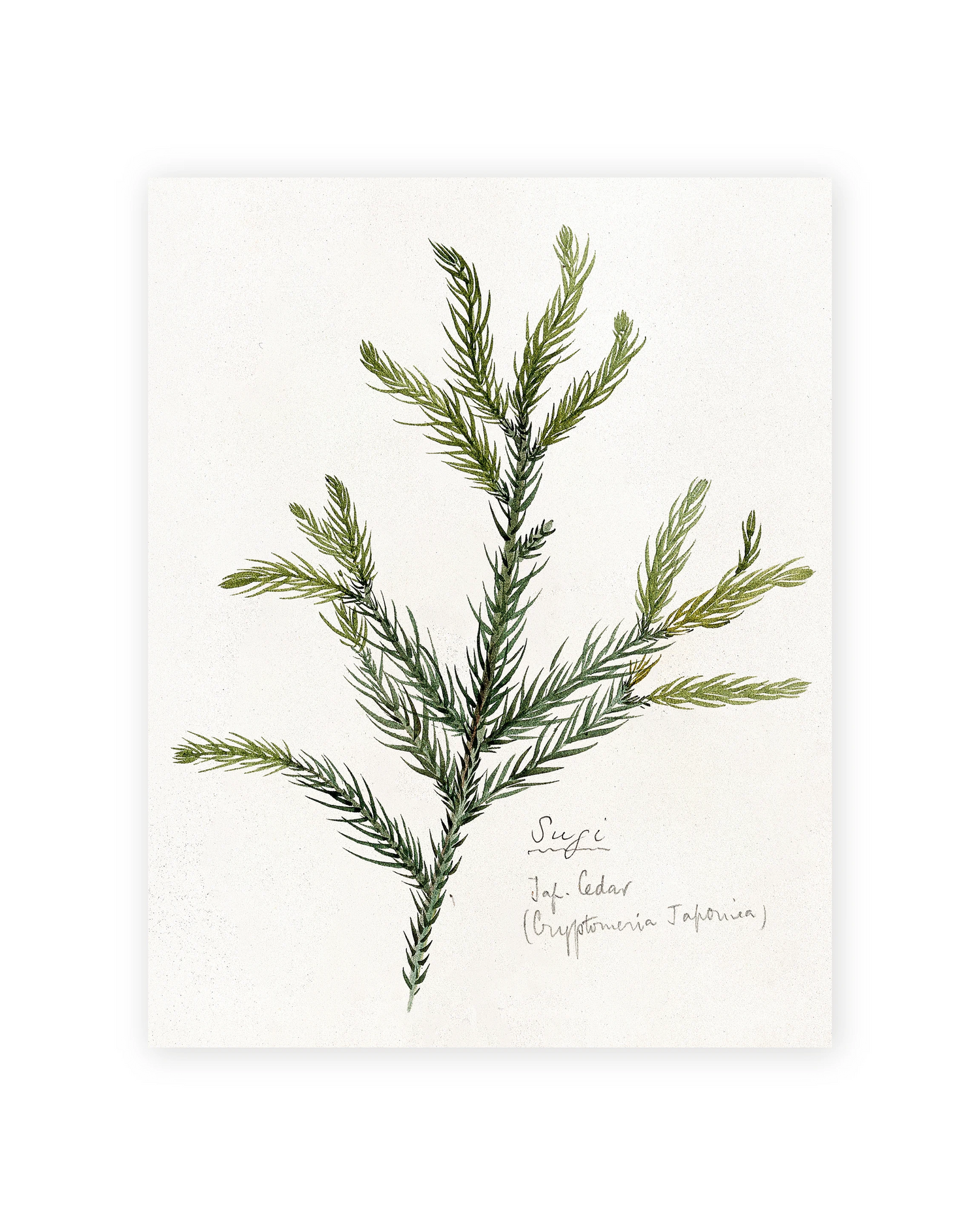 Unframed Smooth Print / 11 x 14