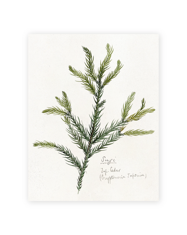 Unframed Smooth Print / 11 x 14