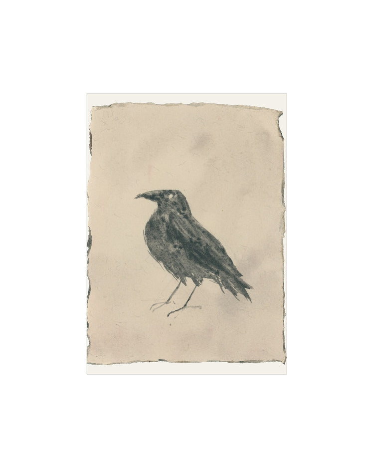 Crow Study