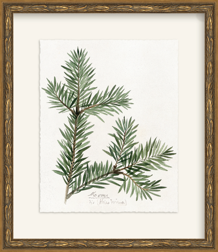 Framed - Laurel Gold - Rag - Warm White Mat / 12.5 x 14.5