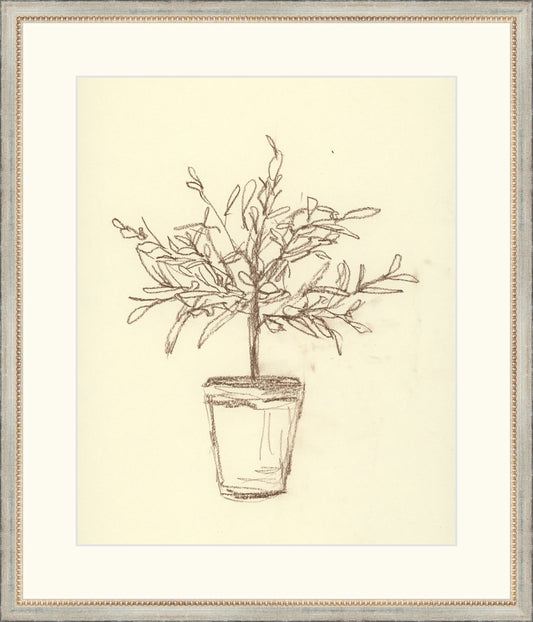 Framed Olive Tree Sketch. Frame: Silver Beaded. Paper: Rag Paper. Art Size: 16x13. Final Size: 21'' X 18''