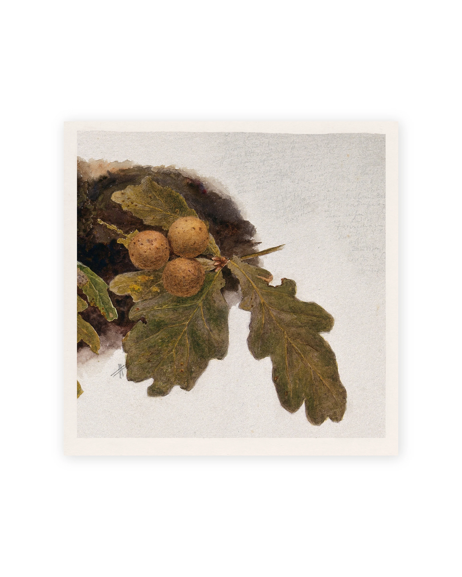 Unframed / 8 x 8 / Rag