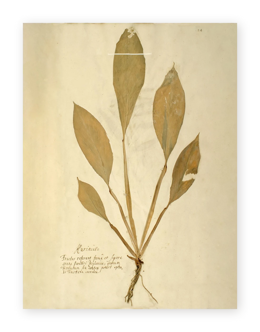Herbarium XIV - Fine Art Print