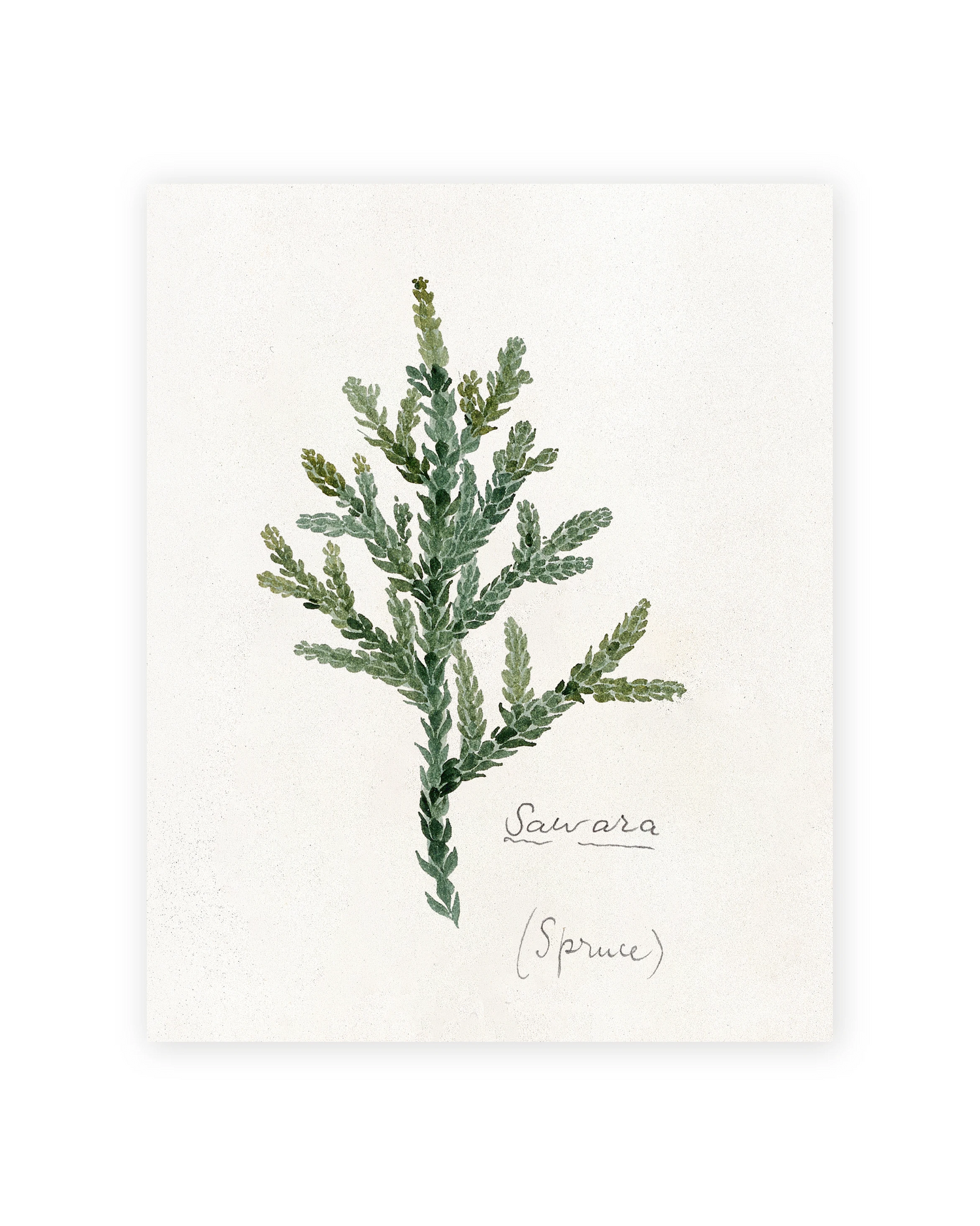 Unframed Smooth Print / 8 x 10