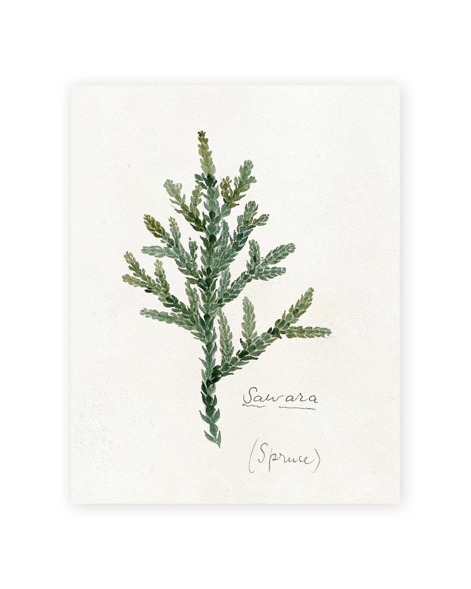Unframed Smooth Print / 11 x 14