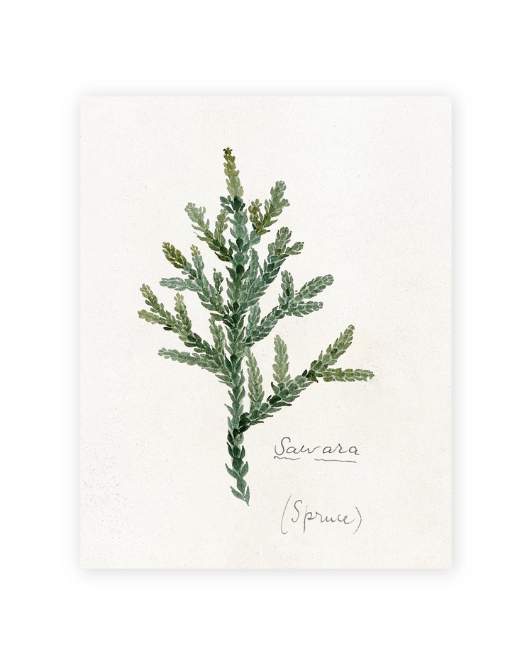 Unframed Smooth Print / 11 x 14