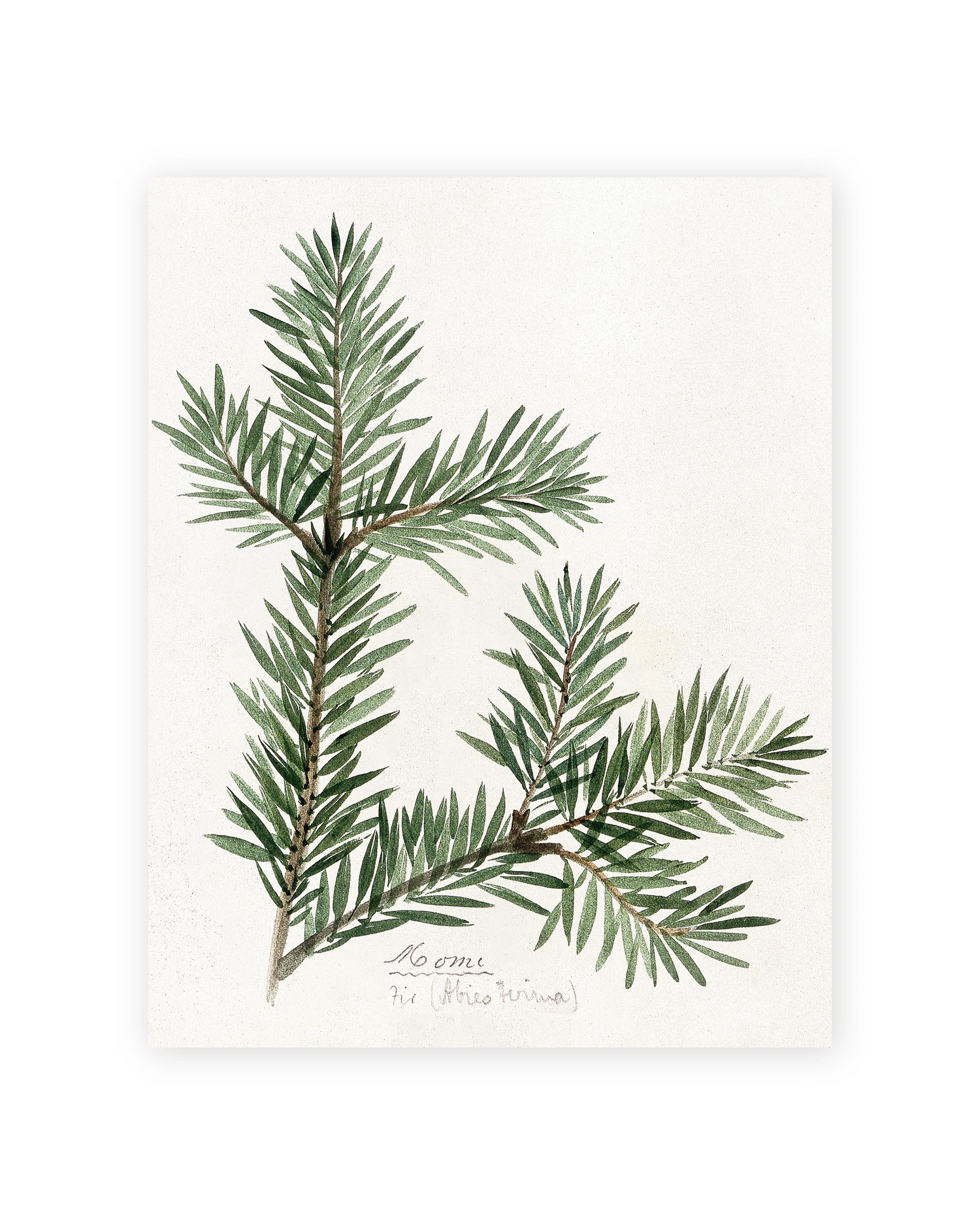 Unframed Smooth Print / 11 x 14