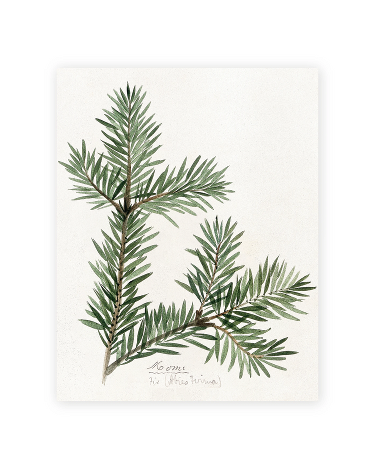 Unframed Smooth Print / 11 x 14