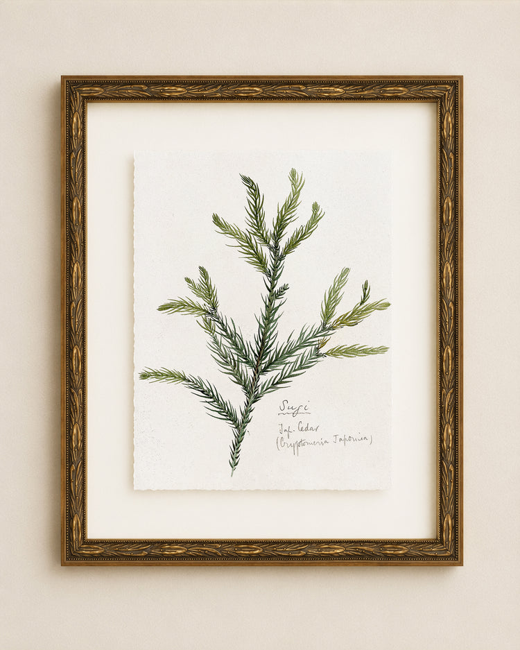 Evergreen Branch Study II