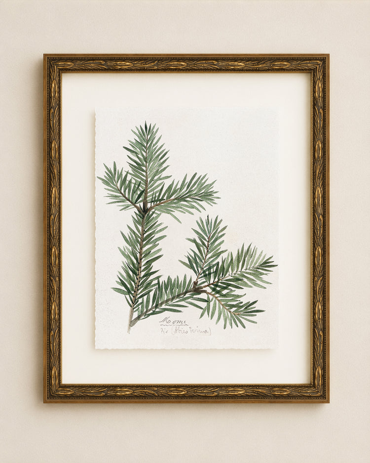 Evergreen Branch Study III