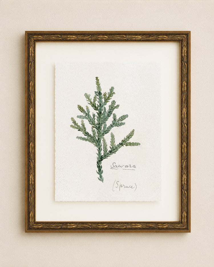 Evergreen Branch Study I
