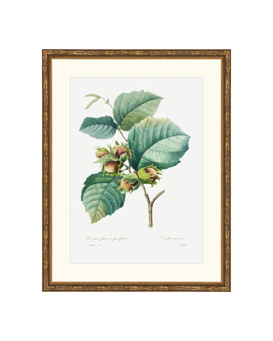 Classic Botanical I B&L