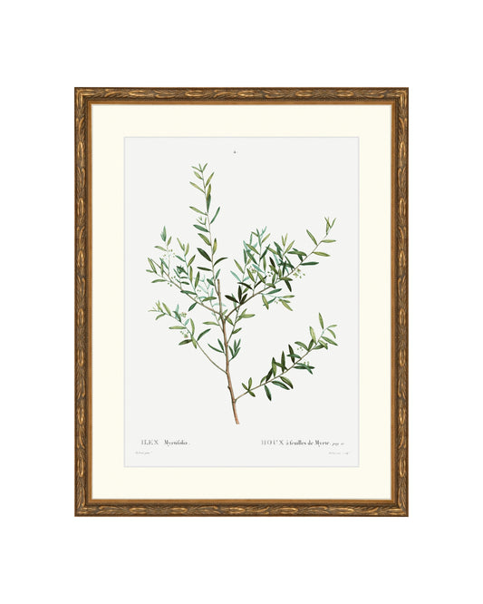Classic Botanical II B&L