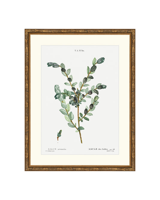 Classic Botanical III B&L