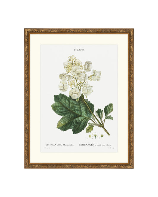 Classic Botanical IV B&L