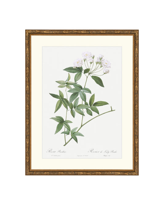 Classic Botanical IX B&L