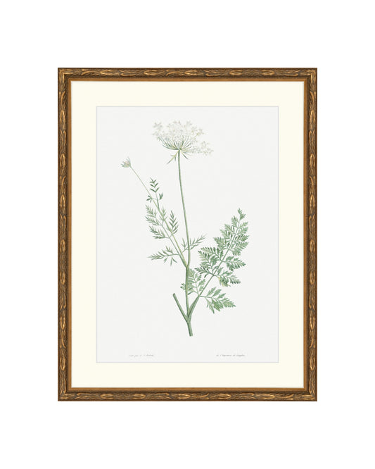 Classic Botanical V B&L