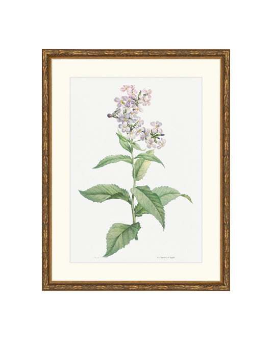 Classic Botanical VI B&L