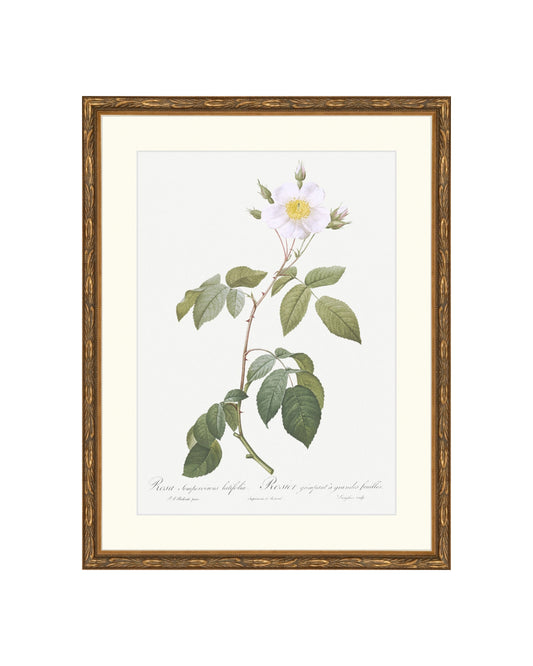 Classic Botanical VII B&L