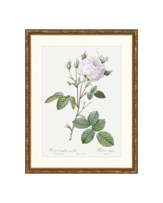 Classic Botanical VIII B&L