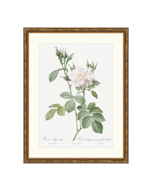 Classic Botanical X B&L