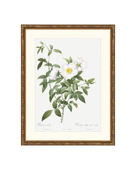Classic Botanical XI B&L