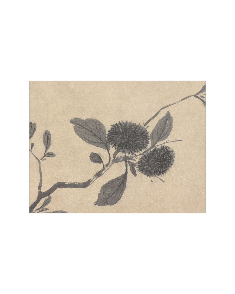 Shadowed Blooms 3