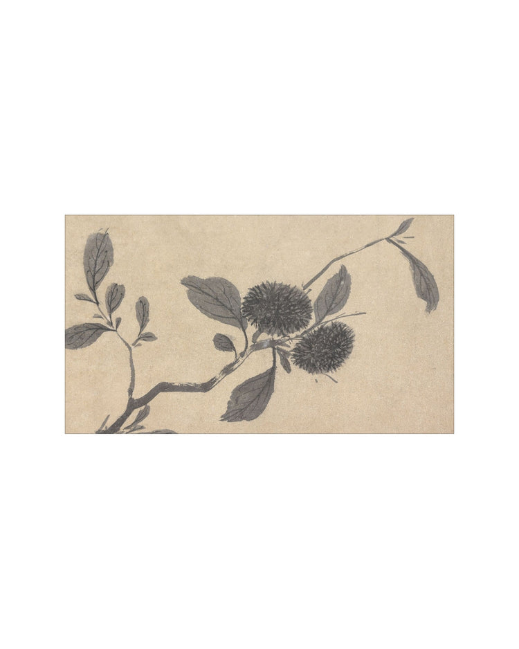 Shadowed Blooms 3
