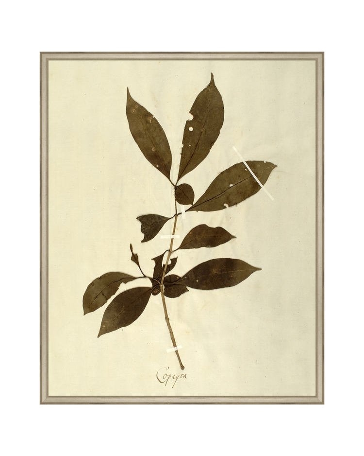 Herbarium III HoJ