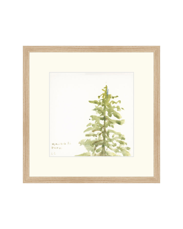 Pine Studies I
